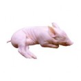 /album/imagenes-de-nuestros-productos/lechon-crudo-jpg1/